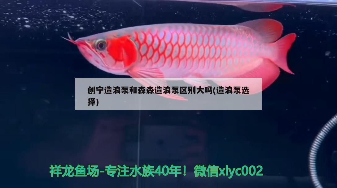 創(chuàng)寧造浪泵和森森造浪泵區(qū)別大嗎(造浪泵選擇)
