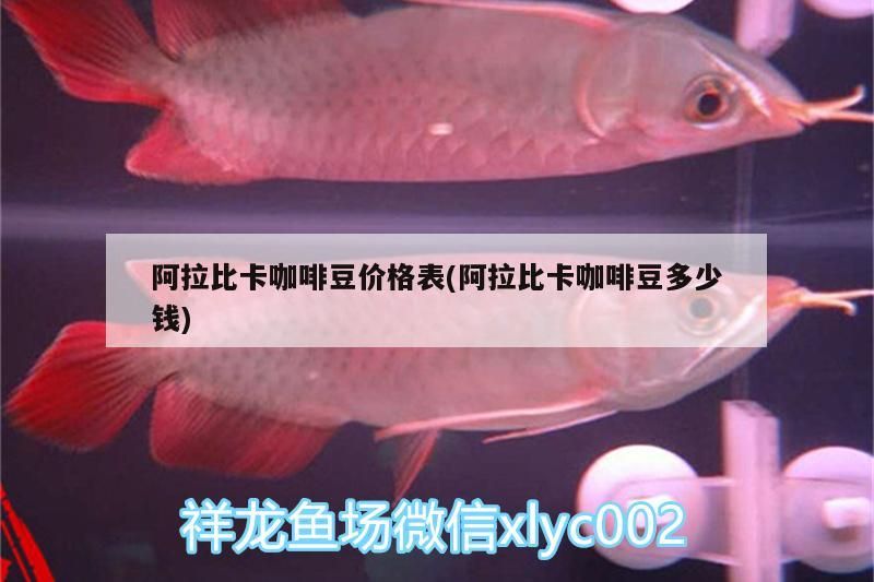 阿拉比卡咖啡豆價格表(阿拉比卡咖啡豆多少錢)