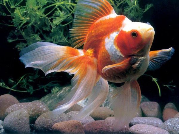 魚龍,遠古海洋中的霸主與演化奇跡 龍魚百科 第3張 魚龍,遠古海洋中的霸主與演化奇跡 魚龍,遠古海洋中的霸主與演化奇跡 龍魚百科 第3張