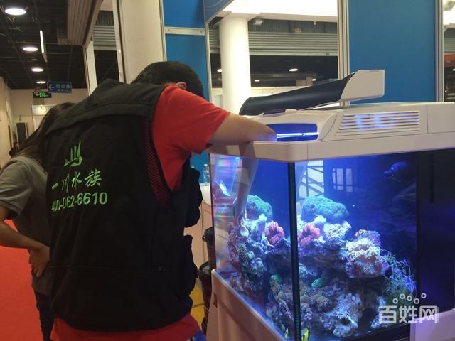 紅海缸和彩蝶哪個好（探索紅海缸的魅力）