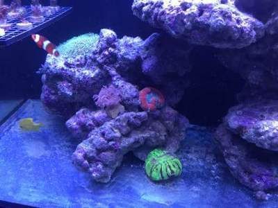 紅海缸和彩蝶哪個好（探索紅海缸的魅力）