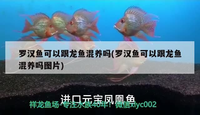 亞克力的魚缸是不是容易生藻呀（亞克力魚缸太易臟了怎么清理）