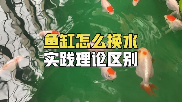 金龍魚魚缸怎么換水，金龍魚的換水方法