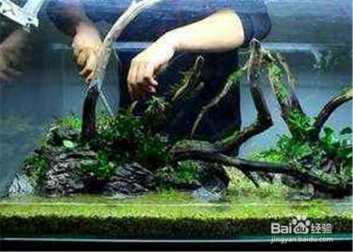 魚龍打正確一肖，揭秘生肖文化中的智慧與謎題