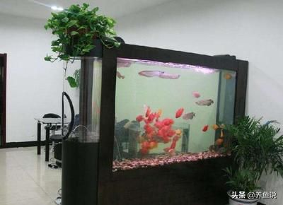 40長(zhǎng)魚缸養(yǎng)多少魚合適：40厘米的魚缸適合養(yǎng)什么樣的魚
