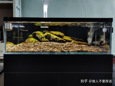 40長(zhǎng)魚缸養(yǎng)多少魚合適：40厘米的魚缸適合養(yǎng)什么樣的魚