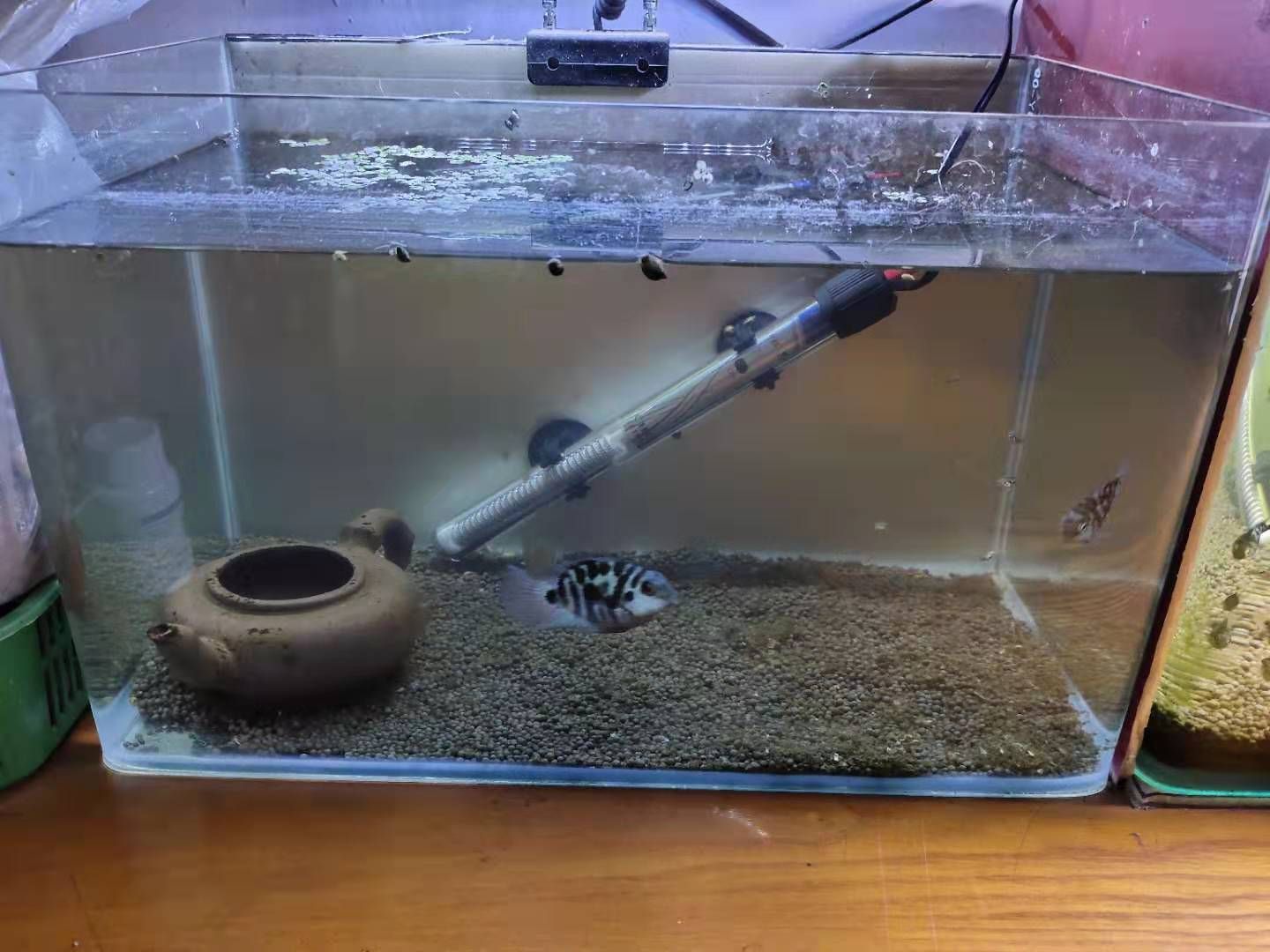 40長(zhǎng)魚缸養(yǎng)多少魚合適：40厘米的魚缸適合養(yǎng)什么樣的魚