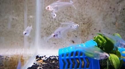 燈科魚(yú)怎么養(yǎng)（燈科魚(yú)是一種受歡迎的觀賞魚(yú)） 燈科魚(yú)怎么養(yǎng)（燈科魚(yú)是一種受歡迎的觀賞魚(yú)） 龍魚(yú)之家 第1張