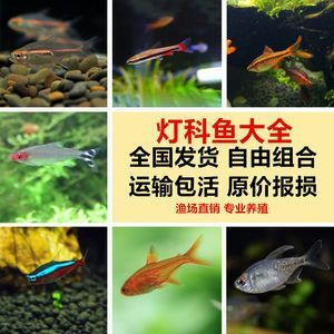 燈科魚(yú)怎么養(yǎng)（燈科魚(yú)是一種受歡迎的觀賞魚(yú)） 燈科魚(yú)怎么養(yǎng)（燈科魚(yú)是一種受歡迎的觀賞魚(yú)） 龍魚(yú)之家 第3張