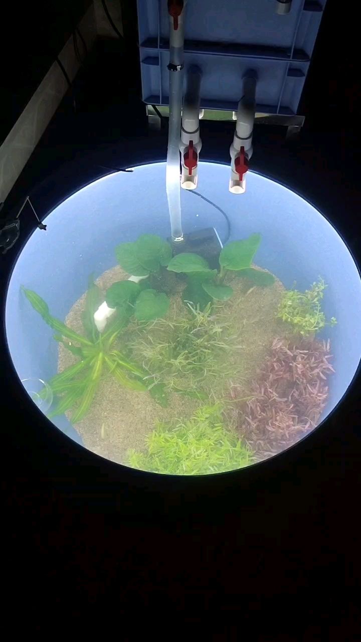 龍魚干蝦有營養嗎 首開生態缸 龍魚論壇 首開生態缸 首開生態缸 龍魚論壇