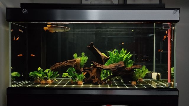 魚缸用增氧泵價格是多少:魚缸增氧機-xtrac增氧機-xtrac增氧機 小龍魚拒食,怕人,一個多月了 龍魚論壇 小龍魚拒食,怕人,一個多月了 小龍魚拒食,怕人,一個多月了 龍魚論壇