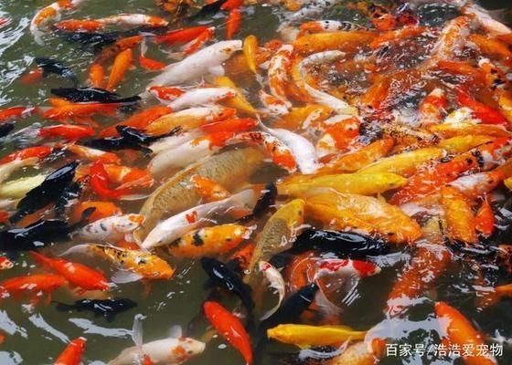 魚缸養龍魚開造浪泵好還是不開好呢：魚缸養龍魚，造浪泵開還是不開？