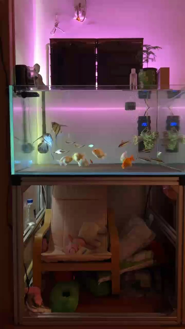 神仙魚又產卵了我去