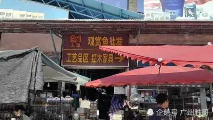 魚缸養龍魚好嗎視頻：魚缸中龍魚的夢幻家園，優劣全析