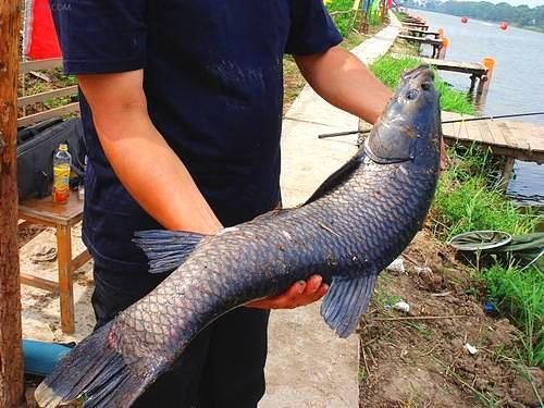 魚龍混雜辨真偽，十二生肖中尋正解