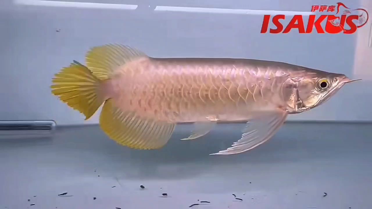 巨齒尾，粗寬旗