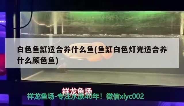 魚缸用增氧泵價(jià)格是多少:魚缸增氧機(jī)-xtrac增氧機(jī)-xtrac增氧機(jī) 底濾魚缸如何加強(qiáng)過濾( 底濾魚缸如何增氧) 李亞四龍魚 底濾魚缸如何加強(qiáng)過濾( 底濾魚缸如何增氧) 底濾魚缸如何加強(qiáng)過濾( 底濾魚缸如何增氧) 李亞四龍魚