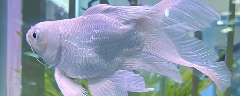 短身蝴蝶鯉最忌三種東西（短身蝴蝶鯉飼養(yǎng)三大禁忌）