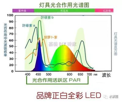 魚龍之謎，探尋十二生肖中的神秘象征