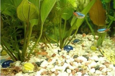 魚缸養一條龍魚好嗎視頻講解：魚缸養一條龍魚，利弊與養護要點全解析