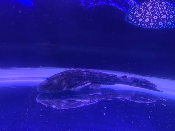 甲硝唑?qū)︺y龍魚有傷害嗎