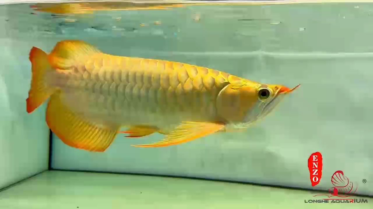 給大魚缸換水的作文:體驗給大魚缸換水的樂趣:體驗給大魚缸換水:給大魚缸換水的作文 視覺往往是給人帶來的第一眼感覺,經典回歸的那一刻你是否還會喜歡主流 龍魚論壇 視覺往往是給人帶來的第一眼感覺,經典回歸的那一刻你是否還會喜歡主流 視覺往往是給人帶來的第一眼感覺,經典回歸的那一刻你是否還會喜歡主流 龍魚論壇