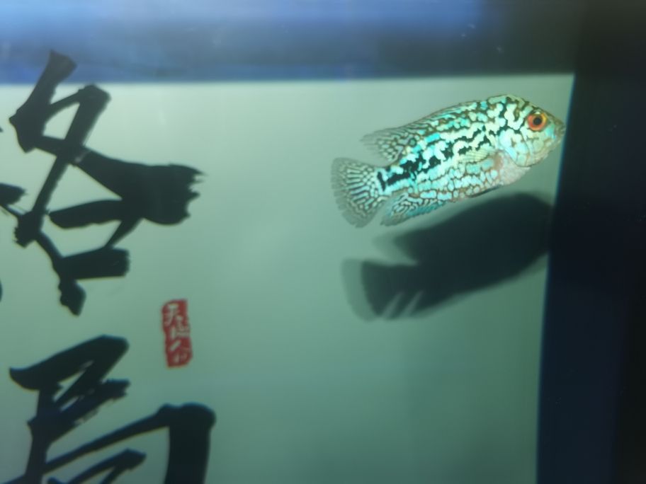 繼續(xù)發(fā)力中！阿泰加油[qiaoda][qiaoda][qiaoda][qiaoda] 繼續(xù)發(fā)力中！阿泰加油[qiaoda][qiaoda][qiaoda][qiaoda] 龍魚論壇 第1張