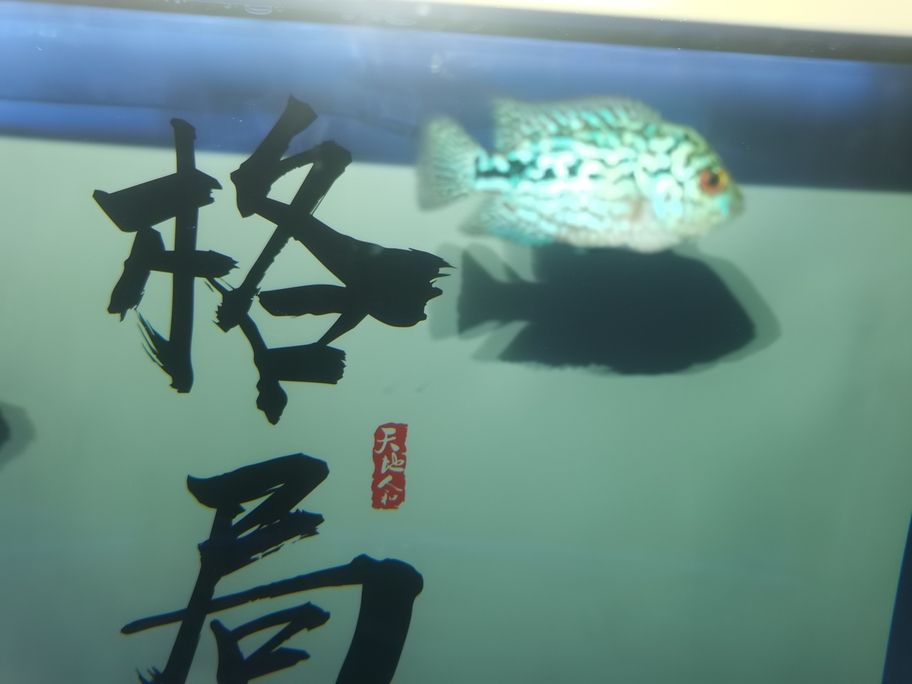 繼續(xù)發(fā)力中！阿泰加油[qiaoda][qiaoda][qiaoda][qiaoda] 繼續(xù)發(fā)力中！阿泰加油[qiaoda][qiaoda][qiaoda][qiaoda] 龍魚論壇 第3張