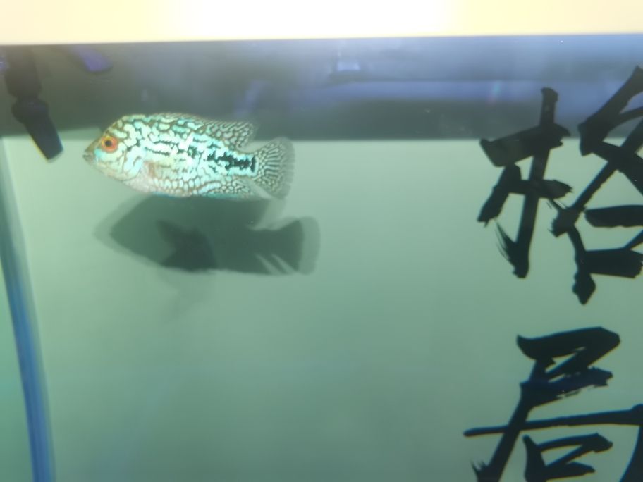 繼續(xù)發(fā)力中！阿泰加油[qiaoda][qiaoda][qiaoda][qiaoda] 繼續(xù)發(fā)力中！阿泰加油[qiaoda][qiaoda][qiaoda][qiaoda] 龍魚論壇 第6張