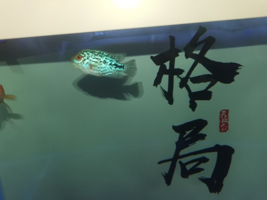 繼續(xù)發(fā)力中！阿泰加油[qiaoda][qiaoda][qiaoda][qiaoda] 繼續(xù)發(fā)力中！阿泰加油[qiaoda][qiaoda][qiaoda][qiaoda] 龍魚論壇 第5張