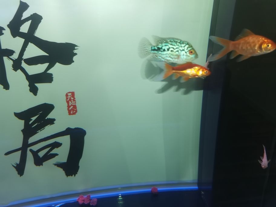 繼續(xù)發(fā)力中！阿泰加油[qiaoda][qiaoda][qiaoda][qiaoda] 繼續(xù)發(fā)力中！阿泰加油[qiaoda][qiaoda][qiaoda][qiaoda] 龍魚論壇 第8張