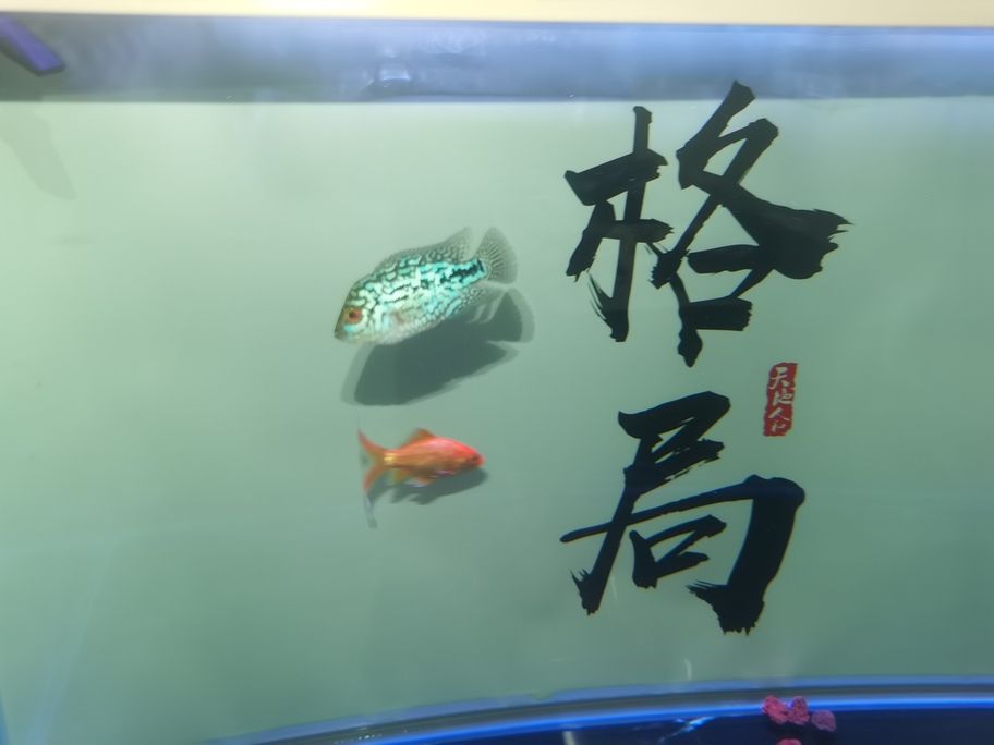 繼續(xù)發(fā)力中！阿泰加油[qiaoda][qiaoda][qiaoda][qiaoda] 繼續(xù)發(fā)力中！阿泰加油[qiaoda][qiaoda][qiaoda][qiaoda] 龍魚論壇 第7張