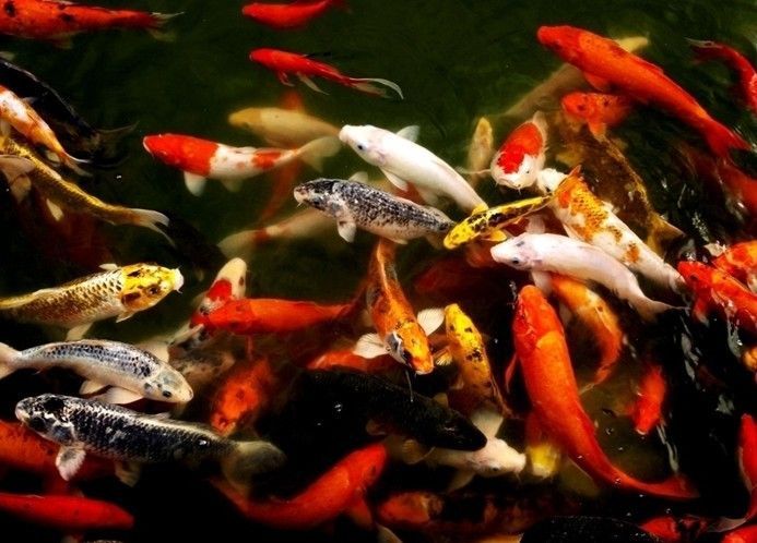 觀賞魚技巧（根據搜索結果整理的一些觀賞魚養護的技巧）