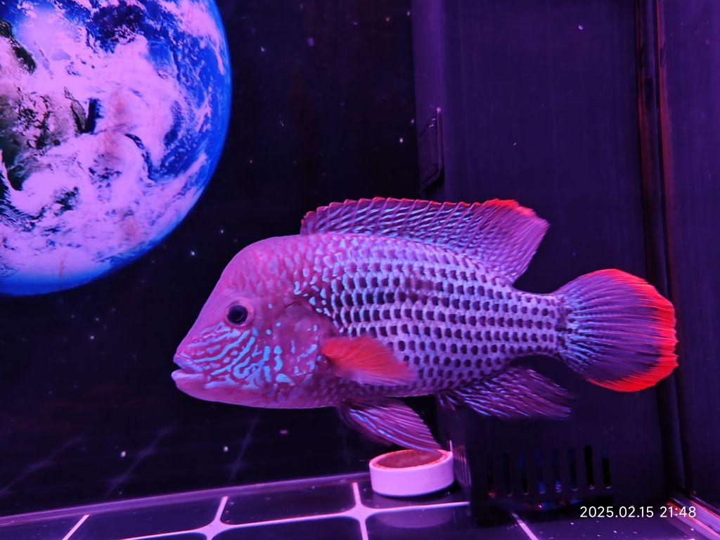 紅尾皇冠魚