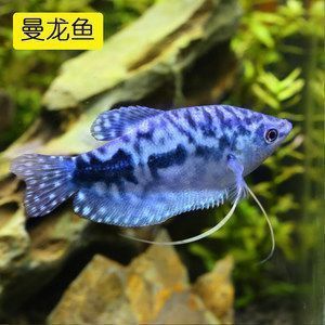 三紋虎魚繁殖技術(shù)指南，三紋虎魚的繁殖技術(shù)指南包括選擇適宜的繁殖環(huán)境、準(zhǔn)備繁殖