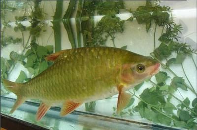 鯉魚尾巴發(fā)紅是怎么回事（鯉魚尾巴發(fā)紅怎么辦）