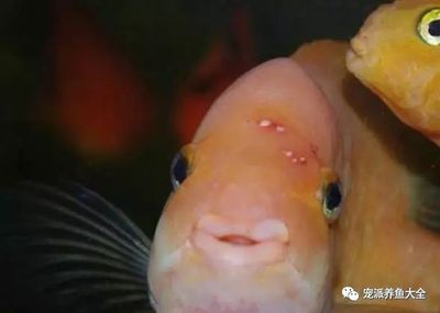 魚龍比喻什么生肖，解析中國傳統文化中的神秘象征 魚龍比喻什么生肖，解析中國傳統文化中的神秘象征 龍魚百科 第2張