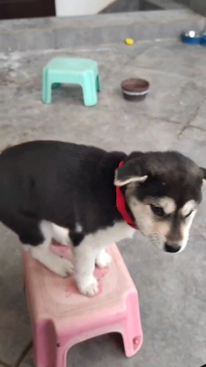 土狗 土狗 龍魚論壇