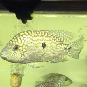 白色大型觀賞魚身上沒有鱗片嗎視頻（白色大型觀賞魚有鱗片嗎？）