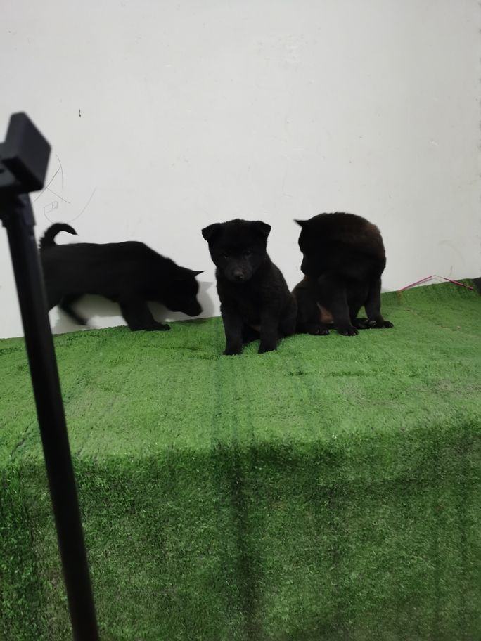 讓我們來探討一下五黑犬的優(yōu)點吧 龍魚論壇 第1張 讓我們來探討一下五黑犬的優(yōu)點吧 讓我們來探討一下五黑犬的優(yōu)點吧 龍魚論壇 第1張