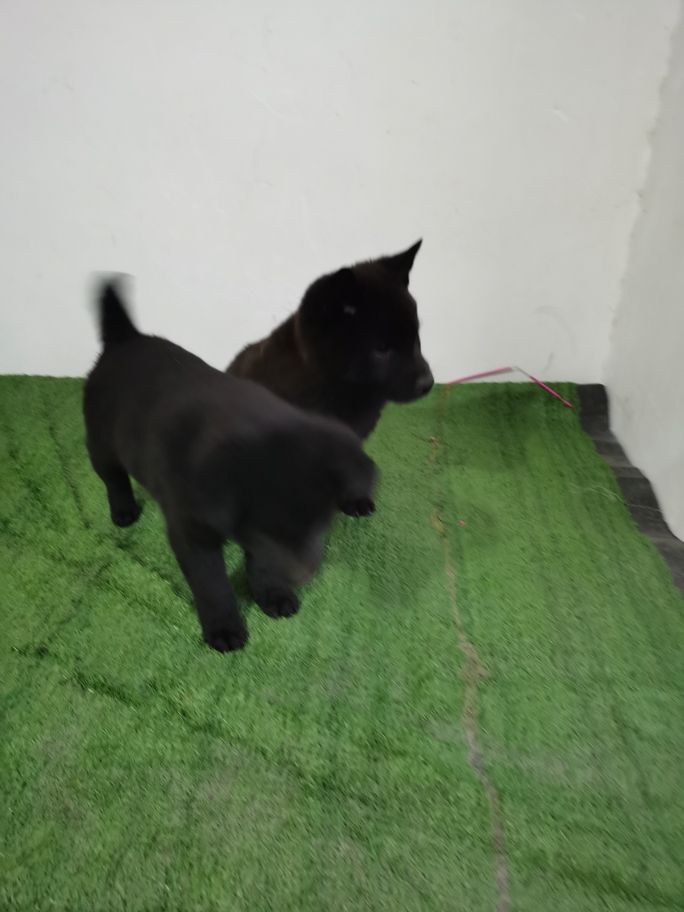 讓我們來探討一下五黑犬的優(yōu)點吧 龍魚論壇 第2張 讓我們來探討一下五黑犬的優(yōu)點吧 讓我們來探討一下五黑犬的優(yōu)點吧 龍魚論壇 第2張