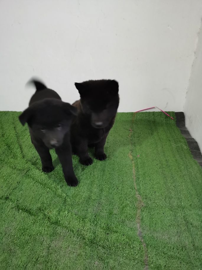 讓我們來探討一下五黑犬的優(yōu)點吧 龍魚論壇 第3張 讓我們來探討一下五黑犬的優(yōu)點吧 讓我們來探討一下五黑犬的優(yōu)點吧 龍魚論壇 第3張