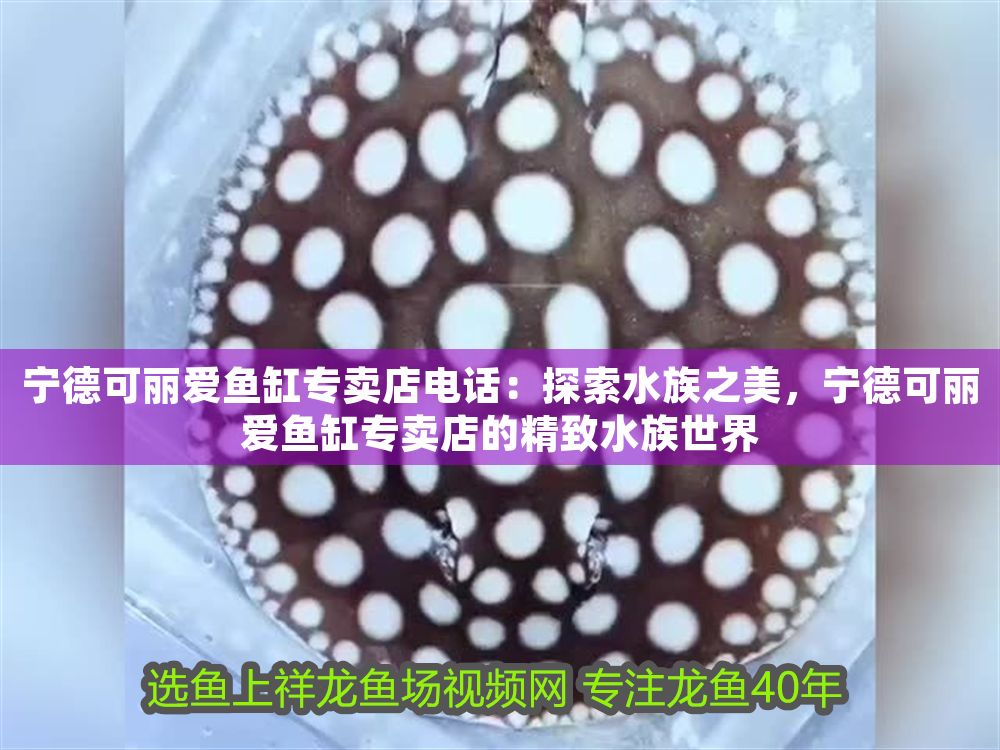 寧德可麗愛魚缸專賣店電話：探索水族之美，寧德可麗愛魚缸專賣店的精致水族世界