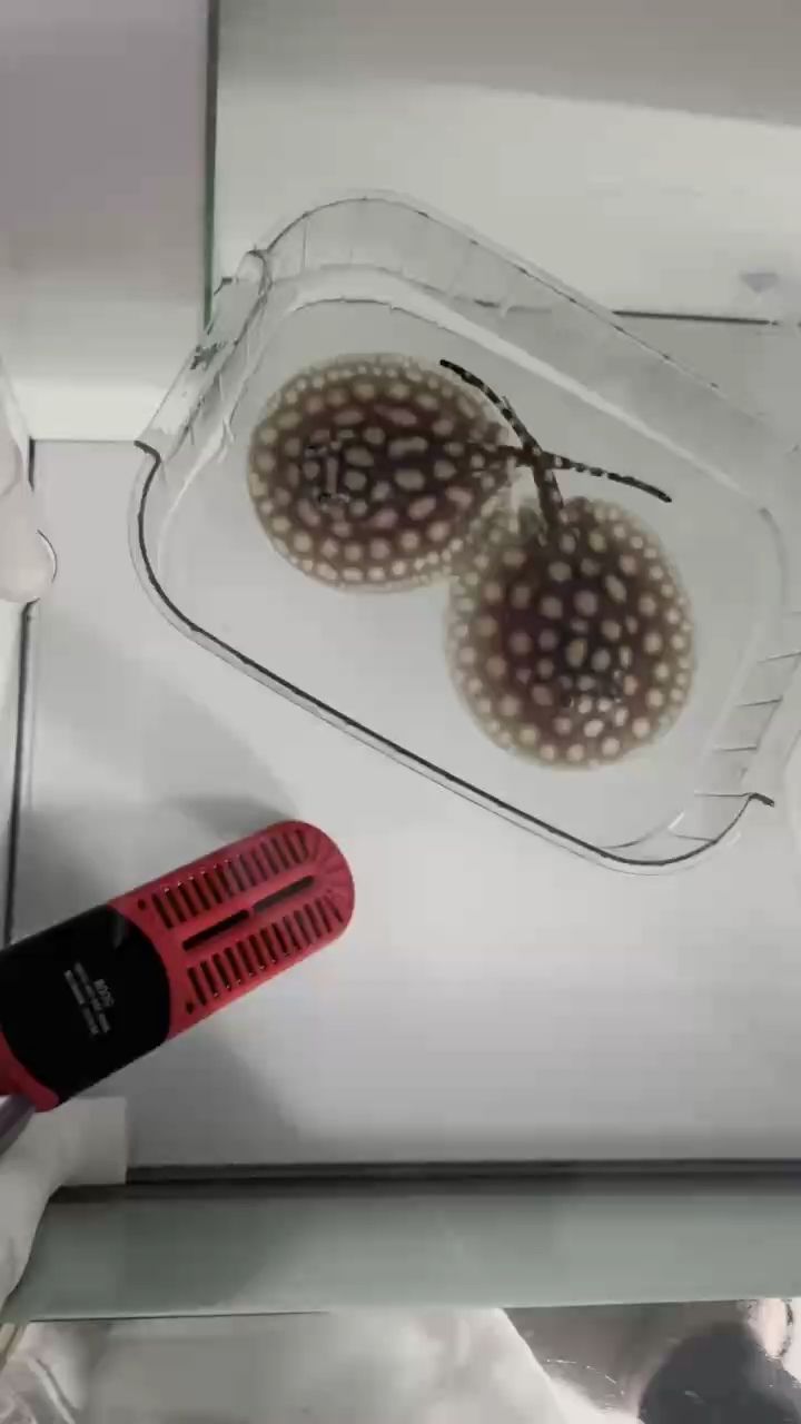 兩條小母魚