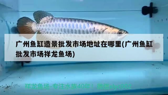 廣州魚缸造景批發市場地址在哪里(廣州魚缸批發市場祥龍魚場)