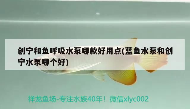 創(chuàng)寧和魚呼吸水泵哪款好用點(diǎn)(藍(lán)魚水泵和創(chuàng)寧水泵哪個(gè)好)