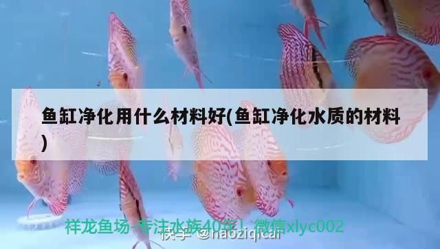 魚缸凈化用什么材料好(魚缸凈化水質的材料)