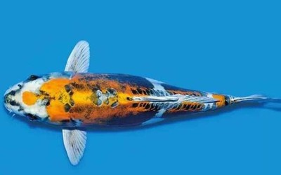 魚缸養金龍魚養幾條合適呢：魚缸養金龍魚，數量背后的門道
