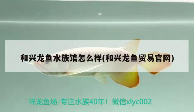 和興龍魚水族館怎么樣(和興龍魚貿(mào)易官網(wǎng))