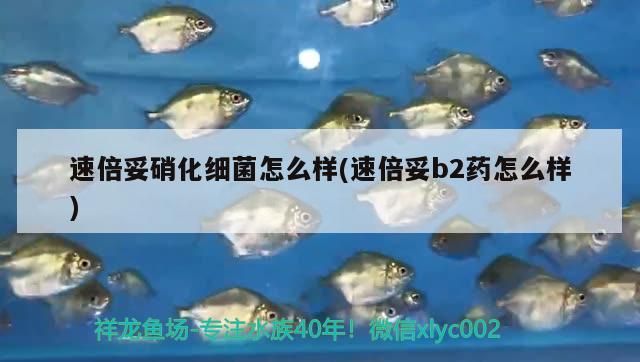 速倍妥硝化細菌怎么樣(速倍妥b2藥怎么樣)